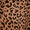  Brown Cheetah